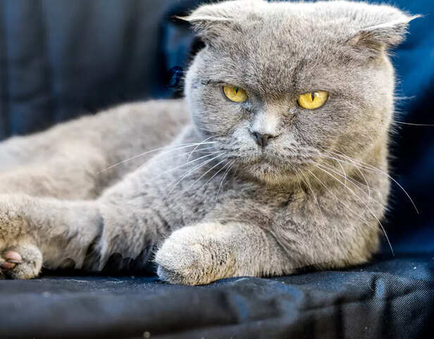 British Shorthairs