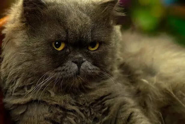 Cat Facial expression