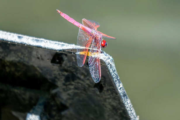 Pink dragon fly