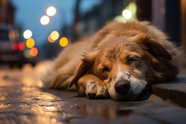 Dog during night