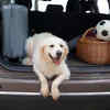 Golden Retriever Ready for a Road Trip