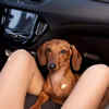 Dachshund Relaxing During a Car Ride