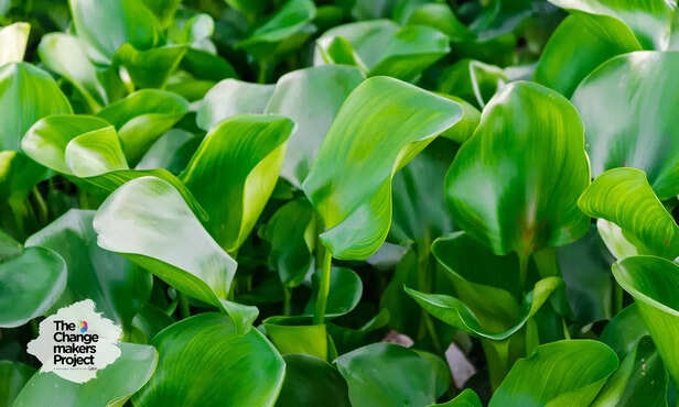 369624-water-hyacinth-processing-products-women-empowerment-jharkhand-livelihood-conservation-ganga-rejuvenation-4