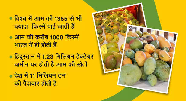 366435-mango-bg-creative-2-1