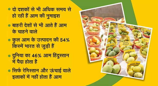 366436-mango-bg-creative-1