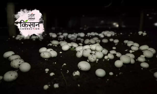 364283-mushroom-cultivation-gaya-bihar-sumarth-nabard-marketing-farming-training-4