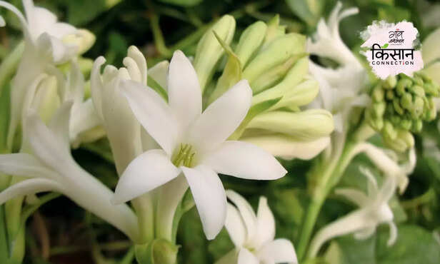 370816-floriculture-friendly-insects-chemical-free-farming-integrated-pest-management-3