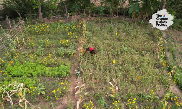 368610-natural-farming-andhra-pradesh-agriculture-small-land-holding-multiple-crops-6