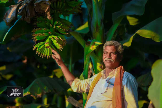 banana-farming-uttar-pradesh-fertilizer-growth-production-irrigation-4-1024x683