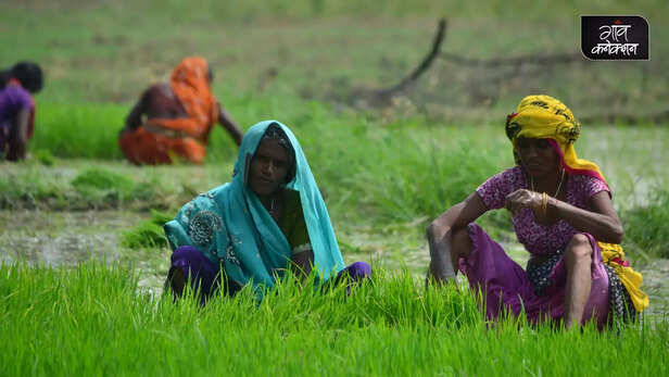 365393-agriculture-advisory-kharif-zaid-paddy-rice-sugarcane-vegetable-maize-pulses-cultivation-2