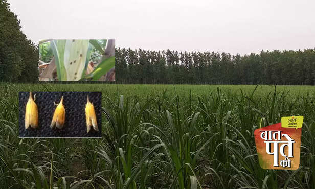 365209-biological-control-of-pyrilla-perpusilla-sugarcane-farming-insecticide-pesticide-pest-control-1