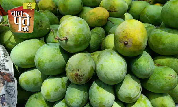 365933-calcium-carbide-effect-on-mango-health-dashehari-langra-mango-2