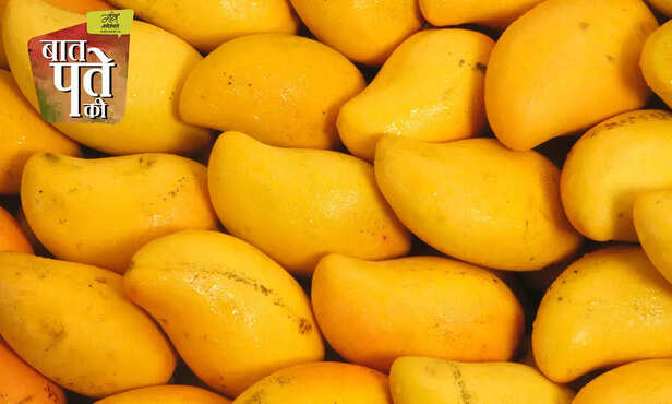 365934-calcium-carbide-effect-on-mango-health-dashehari-langra-mango-3