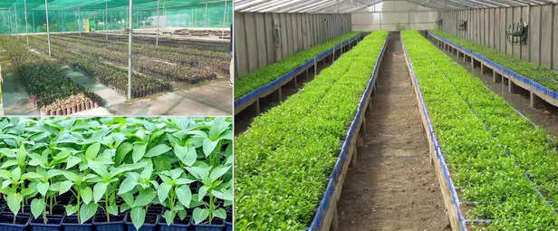 352499-national-nursery-portal