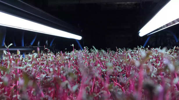 344907-microgreens-24663651920