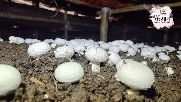 367294-mushroom-cultivation-farming-young-farmers-button-mushroom-training-1