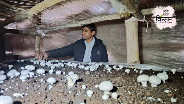 367295-mushroom-cultivation-farming-young-farmers-button-mushroom-training-2