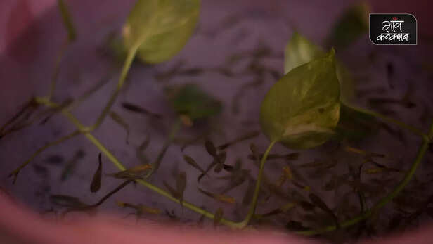 361882-gambusia-fish-mosquito-borne-diseases-like-malaria-and-dengue-ponds-wells-water-bodies-1