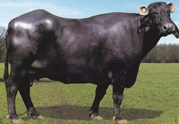 351553-murra-buffalo-gaon-connection
