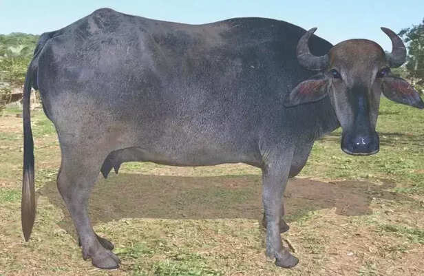 351554-surti-buffalo-gaon-connection