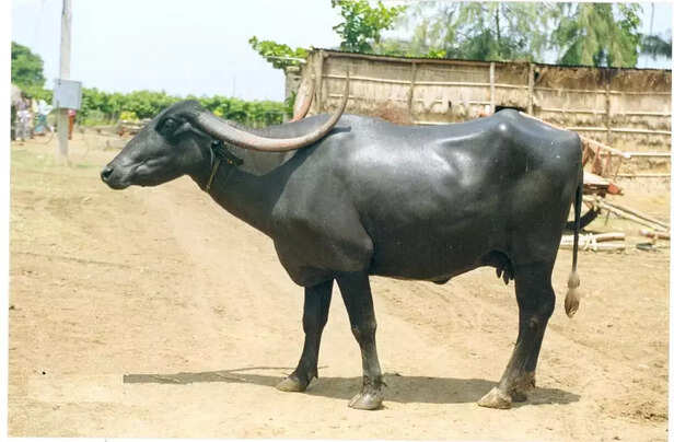351557-pandharpuri-buffalo-gaon-connection