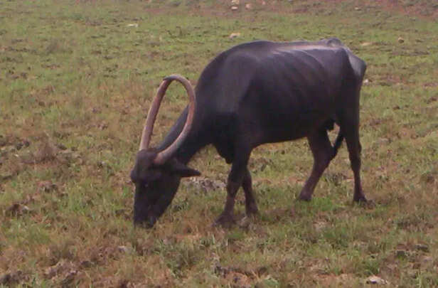 351558-chilka-buffalo-gaon-connection