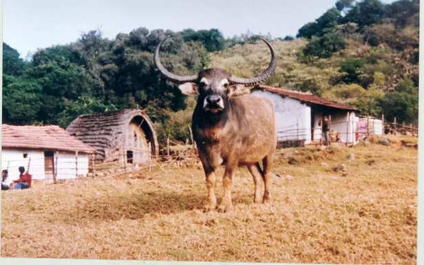 351559-toda-buffalo-gaon-connection