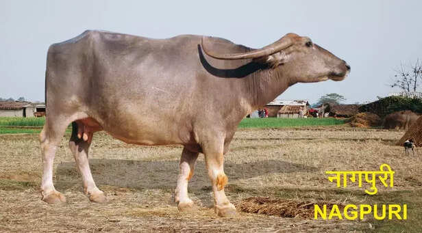 351562-nagpuri-buffalo-gaon-connection