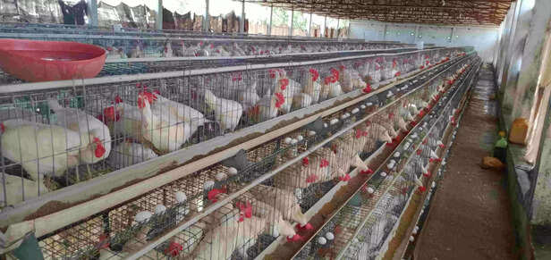 350637-bird-flu-in-human-bird-flu-in-poultry-1-scaled