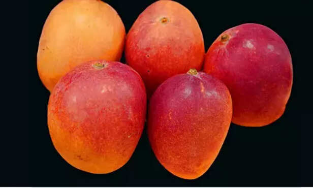 360493-red-mango-varieties-india-husnara-vanaraja-pusa-arunima-amrapali-tommy-atkins-2