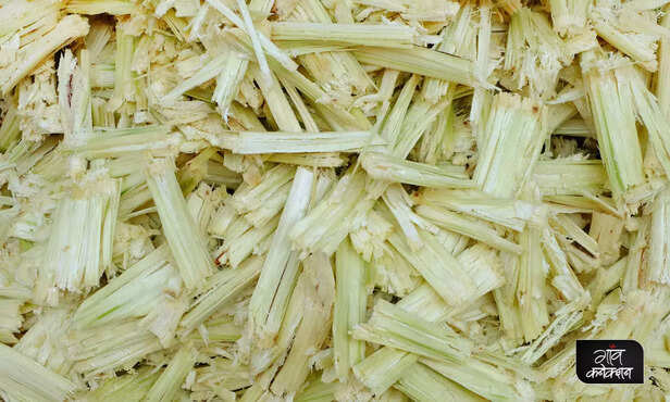 361158-iit-guwahati-bagasse-sugar-diabetes-xylitol-sugarcane-2