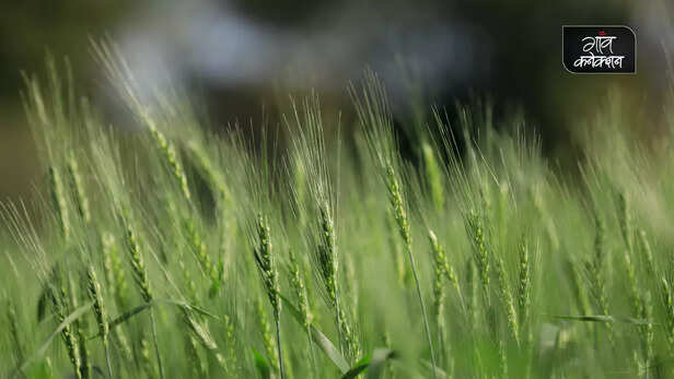 361642-pradhan-mantri-fasal-bima-yojana-rabi-crops-2022-registration-meri-policy-mera-hath