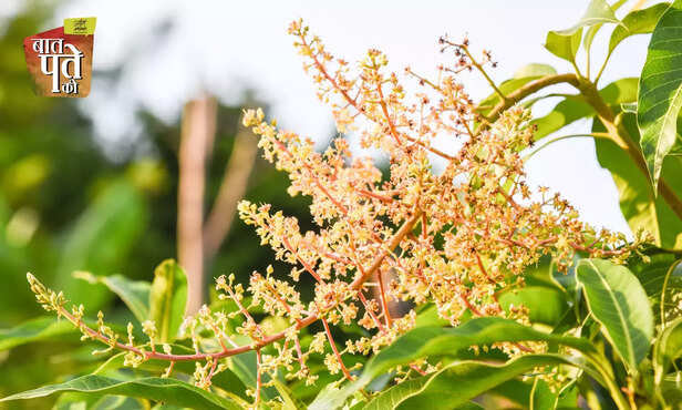 370281-mango-flowers-season-mango-farmers-farming-pest-disease-management-4