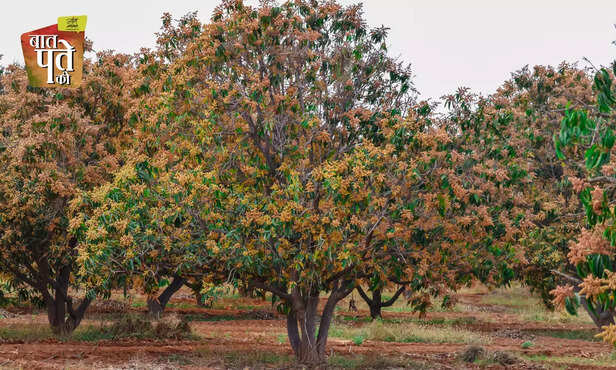 370282-mango-flowers-season-mango-farmers-farming-pest-disease-management-3