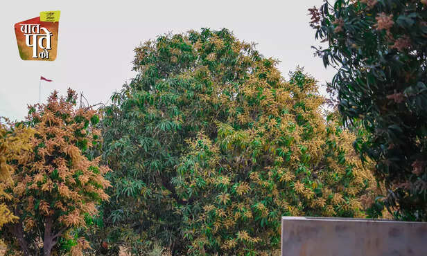 370284-mango-flowers-season-mango-farmers-farming-pest-disease-management-2