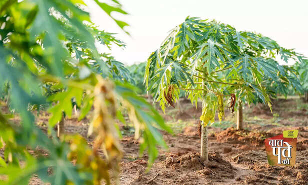 368087-asperisporium-caricae-ascomycete-fungi-plant-pathogen-black-spots-papaya-cultivation-2