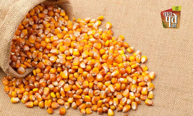 369251-maize-variety-banaras-hindu-university-biofortified-variety