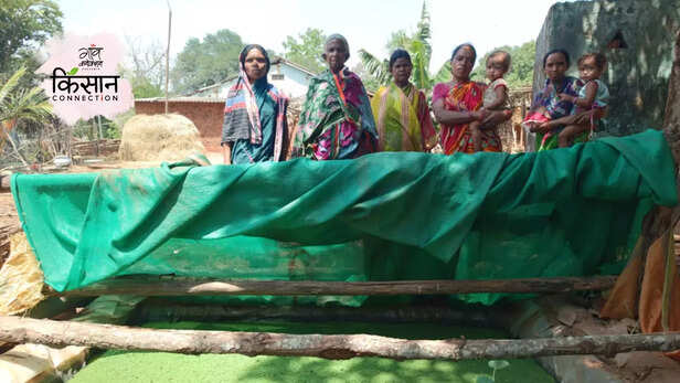 366025-kadaknath-poultry-kandhamal-odisha-tribal-community-women-empowerment-self-help-groups-4