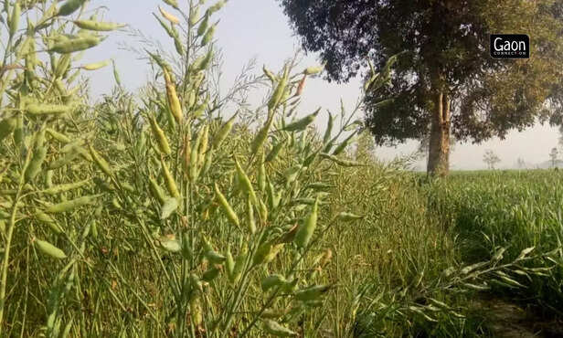 363821-untitled-design-2023-02-28t182747141