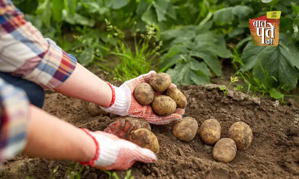 369397-potato-farming-late-blight-disease-control-methods-potato-cultivation-2