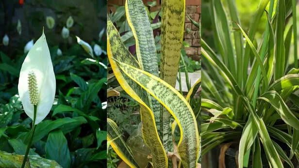 355313-worlds-first-plant-based-smart-air-purifier-ubreathe-life-iit-ropar