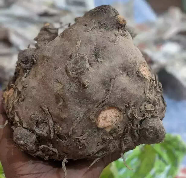 356450-chhath-puja-thekua-suran-ki-sabji-traditional-food-recipes-bihar-festival-gaon-connection-2