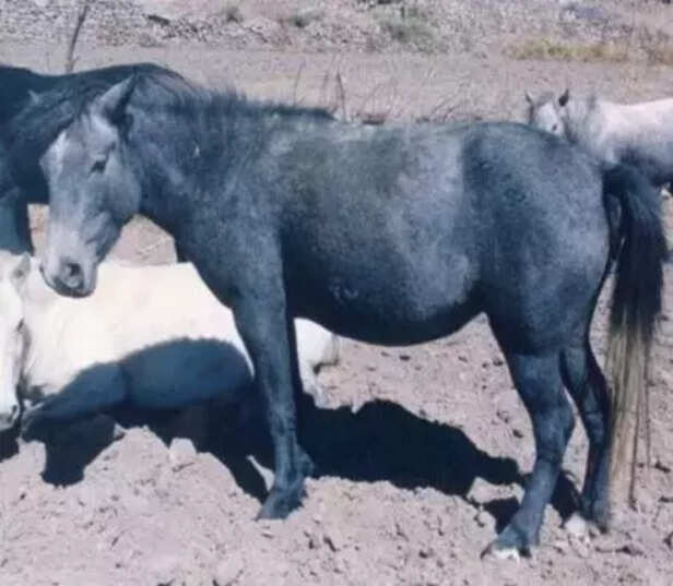 362365-equine-breeds-marwari-horses-kathiawari-spiti-horses-zanskari-horses-donkeys-asses-icar-nrce-3