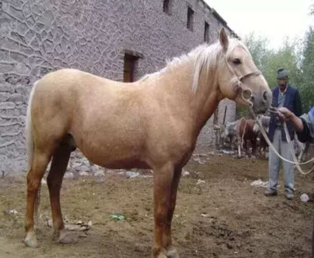 362366-equine-breeds-marwari-horses-kathiawari-spiti-horses-zanskari-horses-donkeys-asses-icar-nrce-6