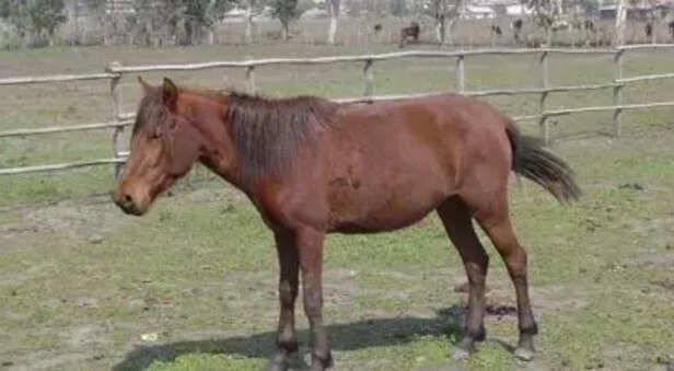 362367-equine-breeds-marwari-horses-kathiawari-spiti-horses-zanskari-horses-donkeys-asses-icar-nrce-5