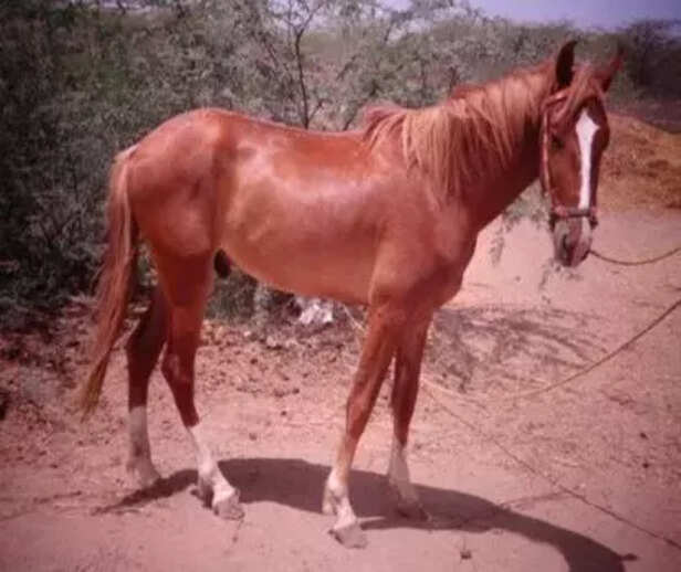 362368-equine-breeds-marwari-horses-kathiawari-spiti-horses-zanskari-horses-donkeys-asses-icar-nrce-2