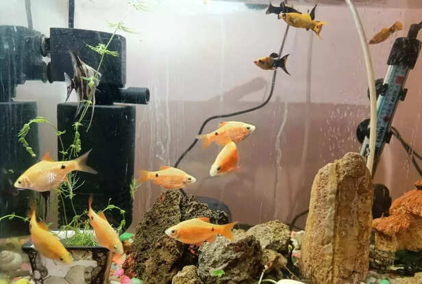 360837-ornamental-fish-scheme-bihar-samagra-alankar-matsya-yojana-pradhan-mantri-matsy-yojana-1