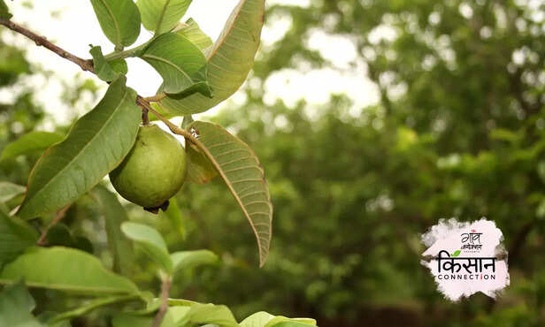 367399-guava-farming-wilt-disease-horticulture-uktha-rog-guava-cultivation-diseases-2
