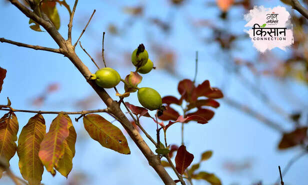 367400-guava-farming-wilt-disease-horticulture-uktha-rog-guava-cultivation-diseases-3