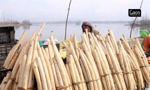 363665-untitled-design-75